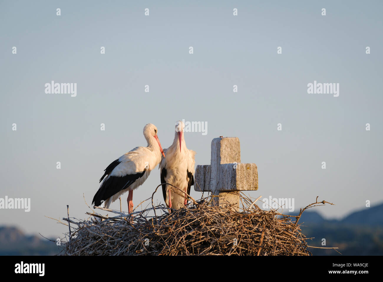 Cigogne Blanche (Ciconia ciconia) paire au nid. Valencia de Alcantara. L'Estrémadure. L'Espagne. Banque D'Images