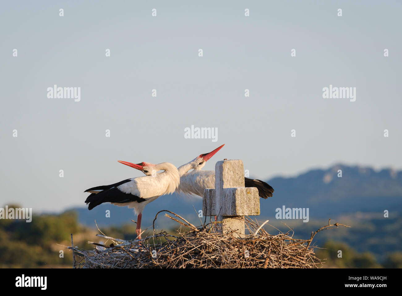 Cigogne Blanche (Ciconia ciconia) paire afficher au nid. Valencia de Alcantara. L'Estrémadure. L'Espagne. Banque D'Images
