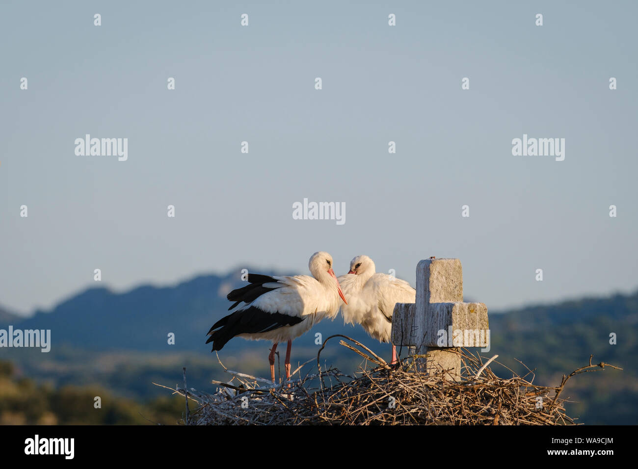 Cigogne Blanche (Ciconia ciconia) paire au nid. Valencia de Alcantara. L'Estrémadure. L'Espagne. Banque D'Images