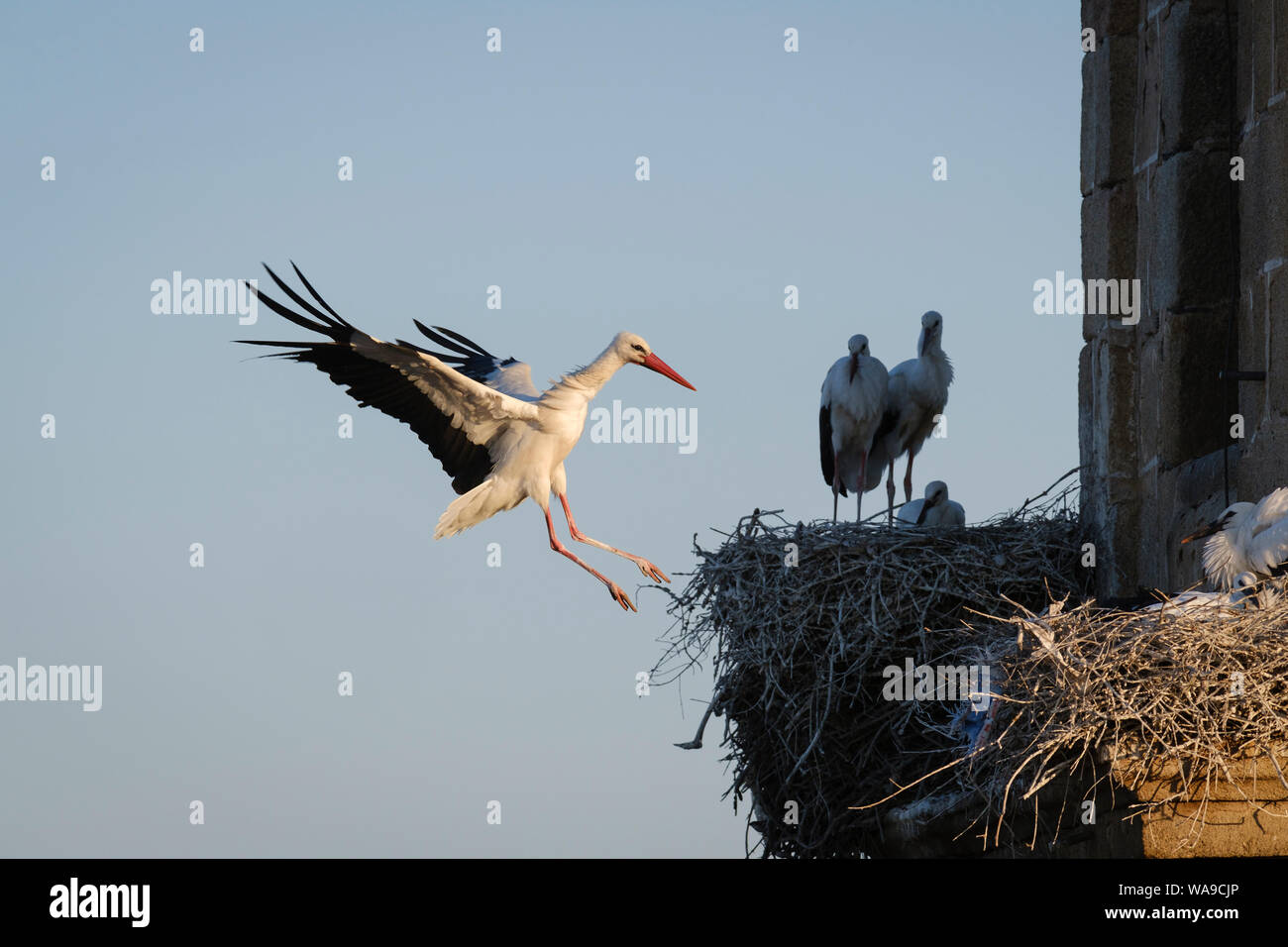 Cigogne Blanche (Ciconia ciconia) atterrissage adultes sur son nid. Valencia de Alcantara. L'Estrémadure. L'Espagne. Banque D'Images