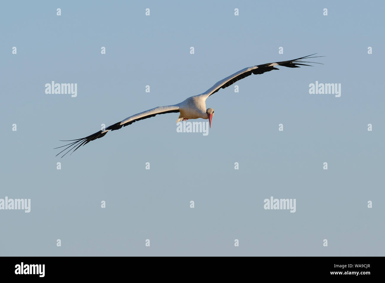 Cigogne Blanche (Ciconia ciconia) en vol. L'Estrémadure. L'Espagne. Banque D'Images