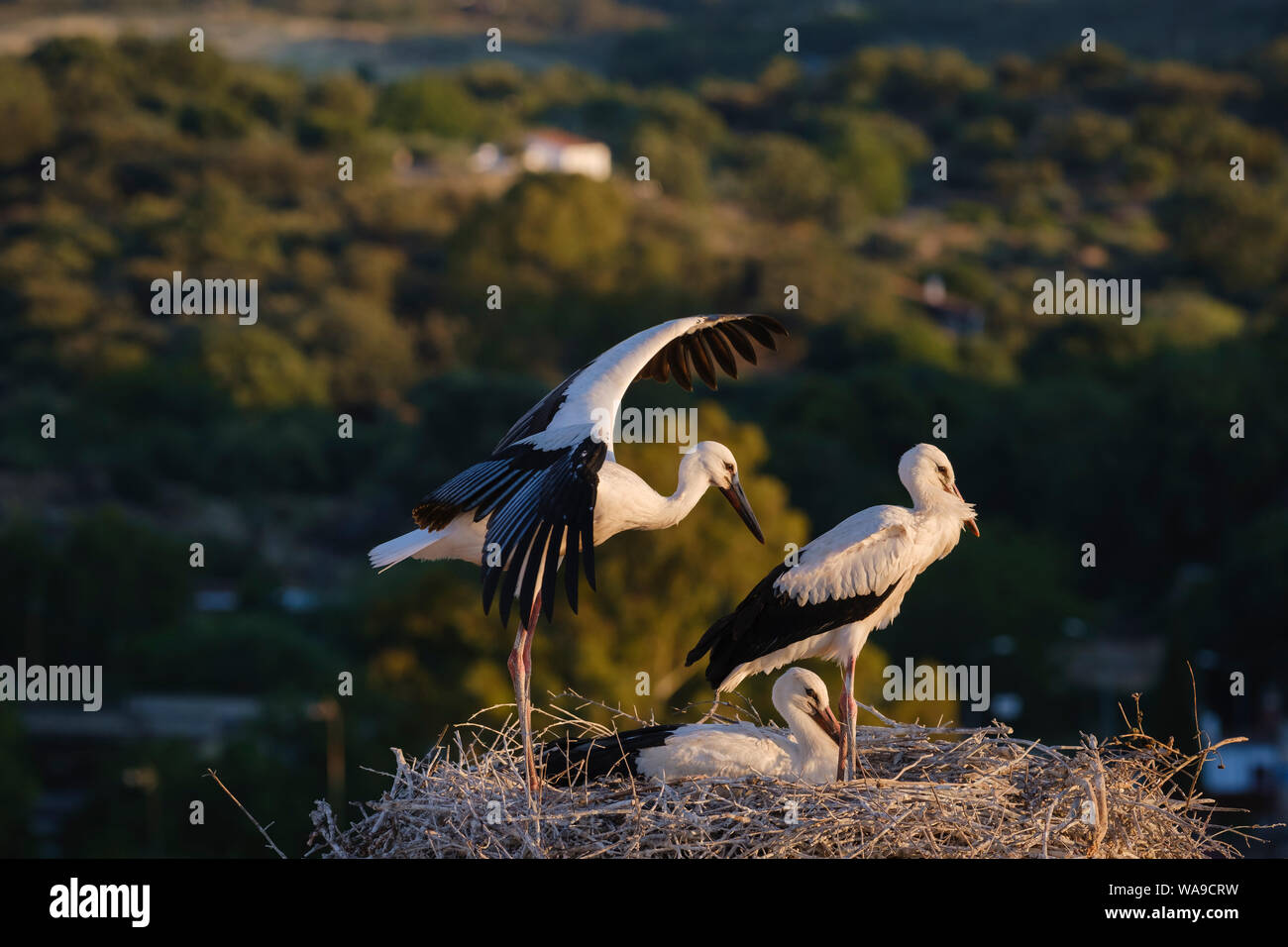 Cigogne Blanche (Ciconia ciconia) oisillons dans leur nid. Valencia de Alcantara. L'Estrémadure. L'Espagne. Banque D'Images