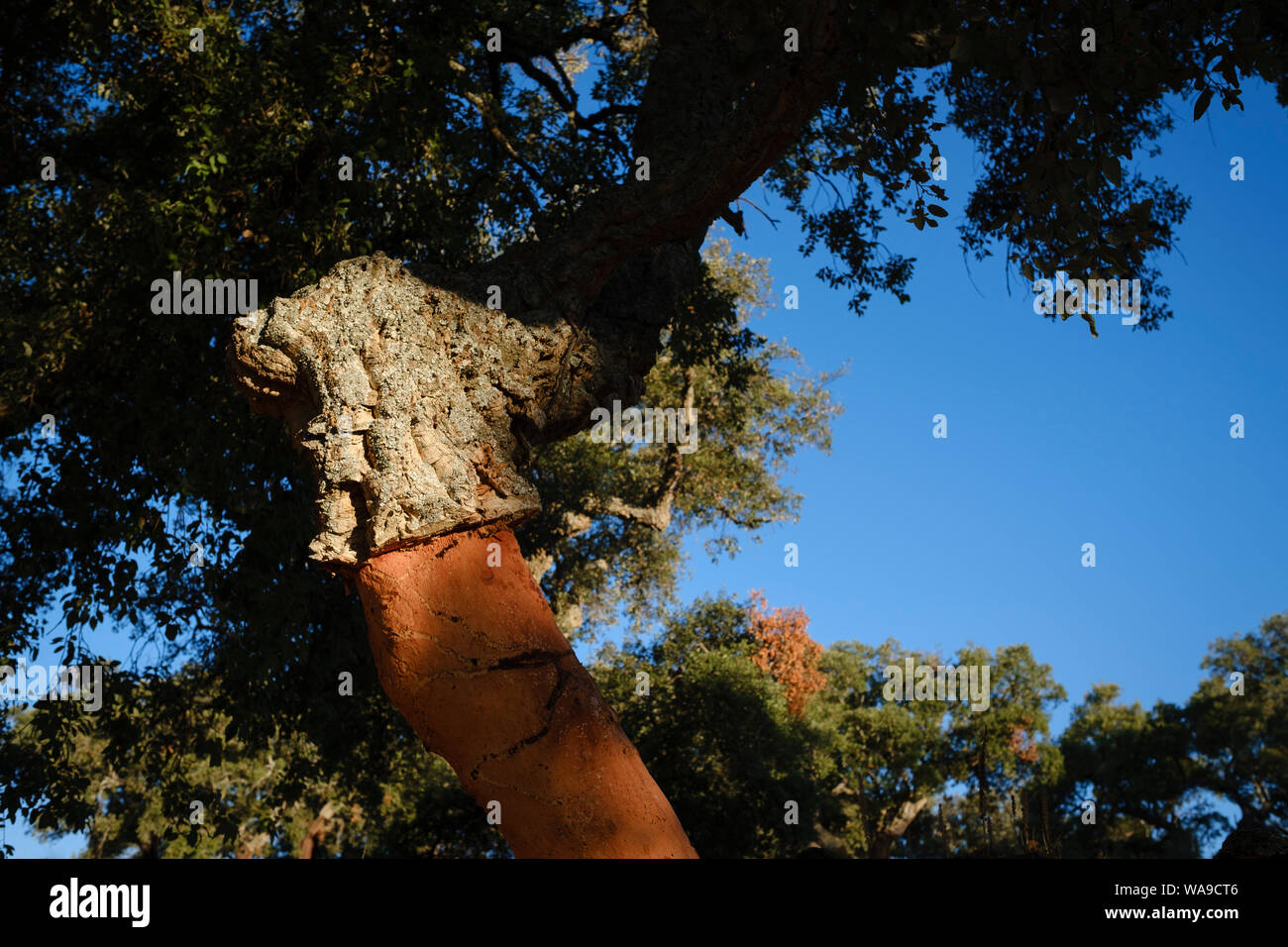 Liège bien formé sur le tronc d'un chêne-liège (Quercus uber). L'Estrémadure. L'Espagne. Banque D'Images