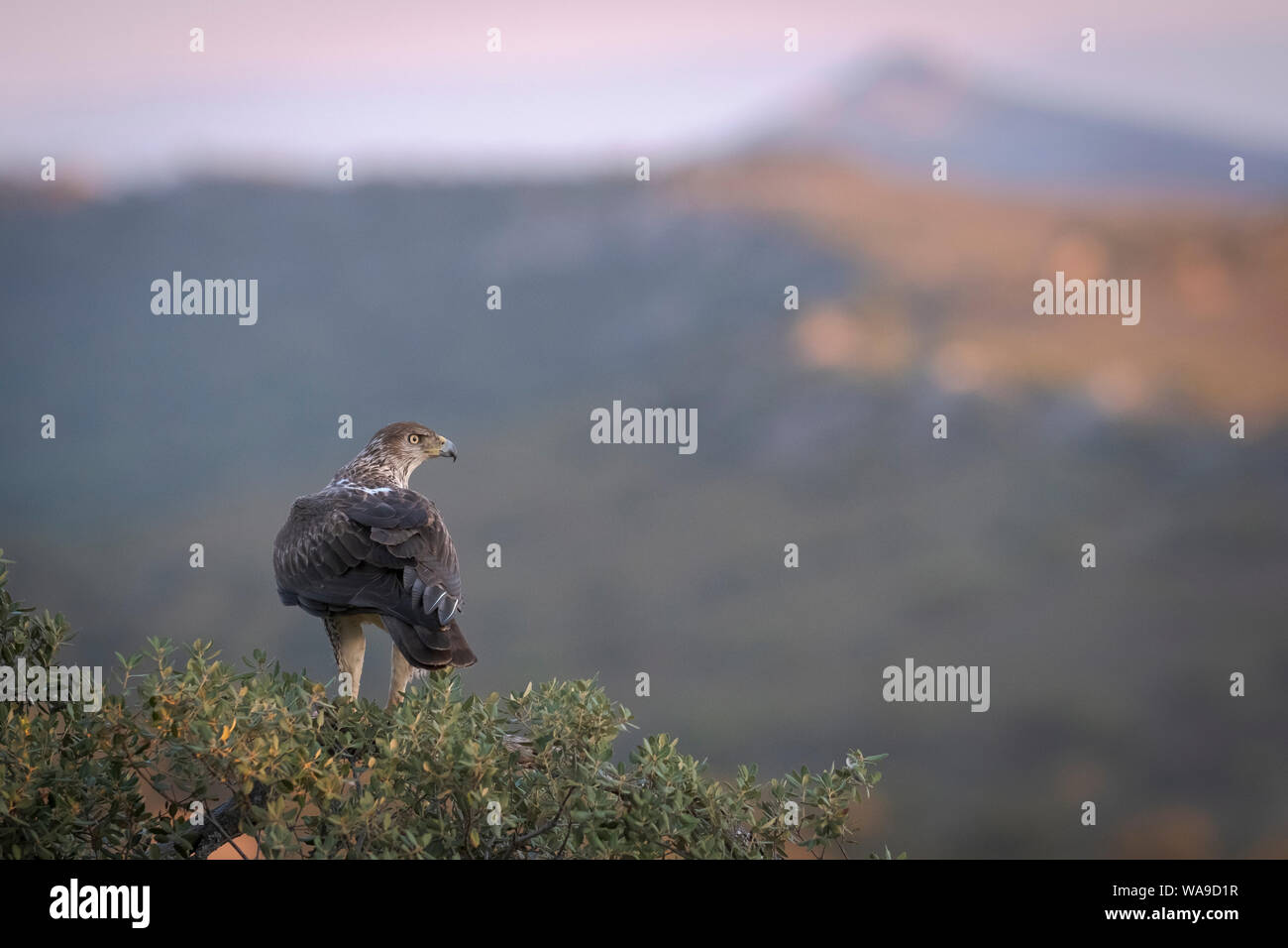 Aigle de Bonelli (Aquila fasciata) mâle adulte, perché sur l'arbre chêne vert (Quercus ilex). L'Estrémadure. L'Espagne. Banque D'Images