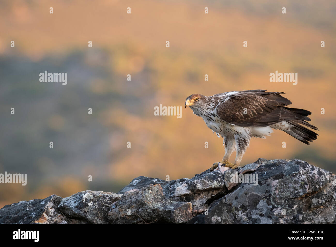 Aigle de Bonelli (Aquila fasciata) mâle adulte se nourrit de rock. L'Estrémadure. L'Espagne. Banque D'Images