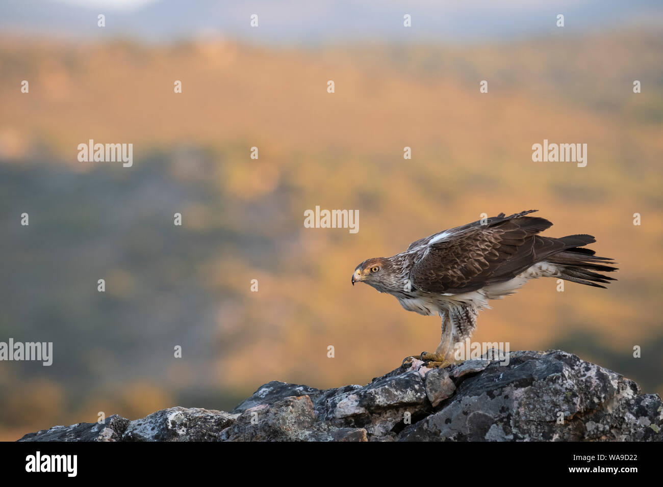 Aigle de Bonelli (Aquila fasciata) mâle adulte se nourrit de rock. L'Estrémadure. L'Espagne. Banque D'Images