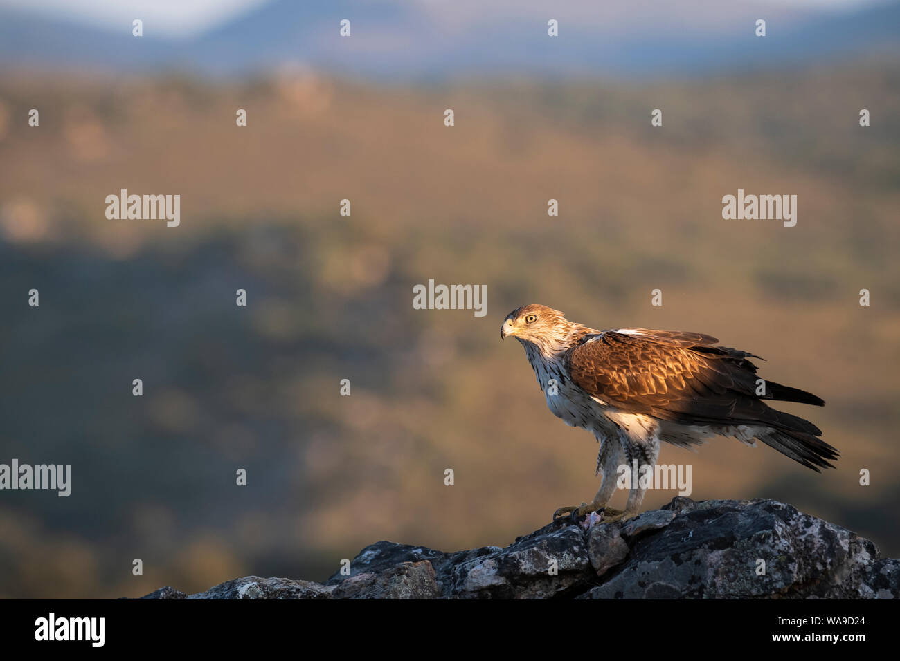 Aigle de Bonelli (Aquila fasciata) mâle adulte se nourrit de rock. L'Estrémadure. L'Espagne. Banque D'Images