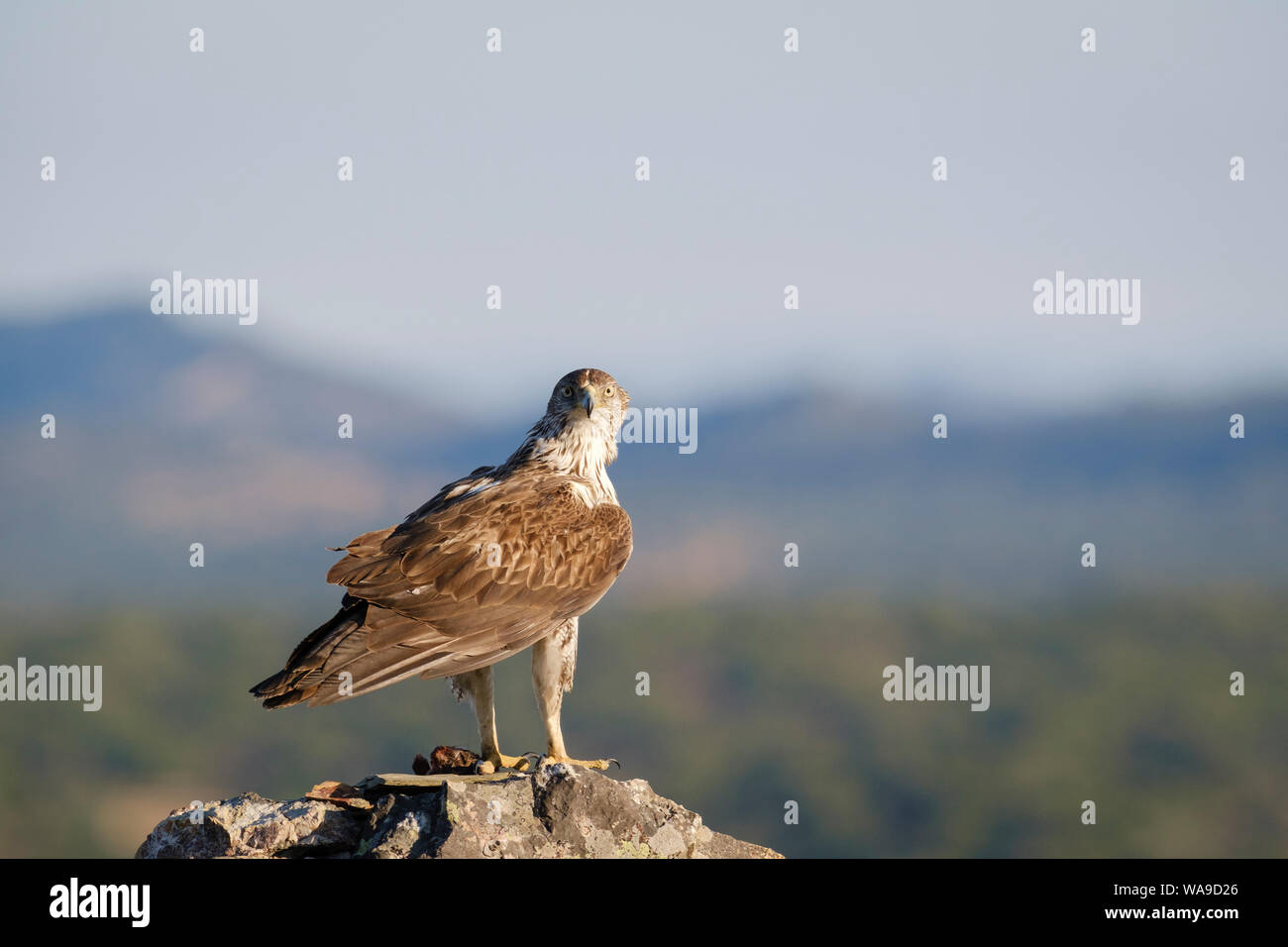 Aigle de Bonelli (Aquila fasciata) mâle adulte se nourrit de rock. L'Estrémadure. L'Espagne. Banque D'Images
