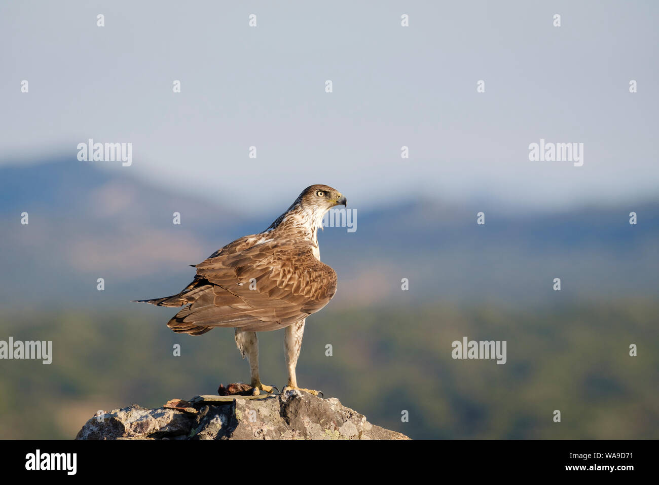 Aigle de Bonelli (Aquila fasciata) mâle adulte se nourrit de rock. L'Estrémadure. L'Espagne. Banque D'Images