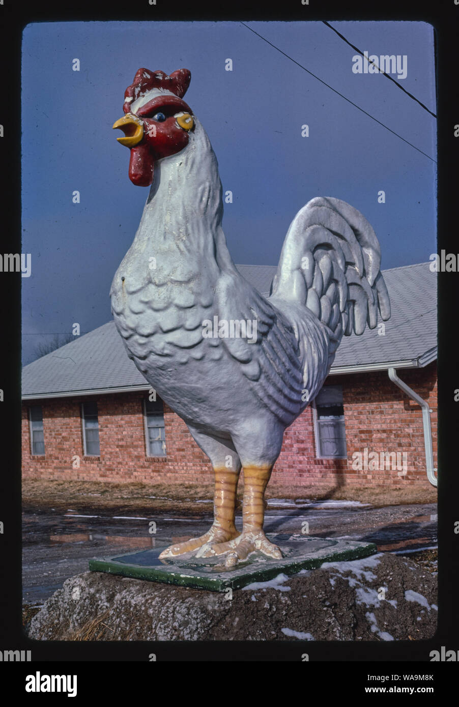 Le poulet à quatre magasins de fournitures de volaille, Route 65, Springdale, Arkansas Banque D'Images