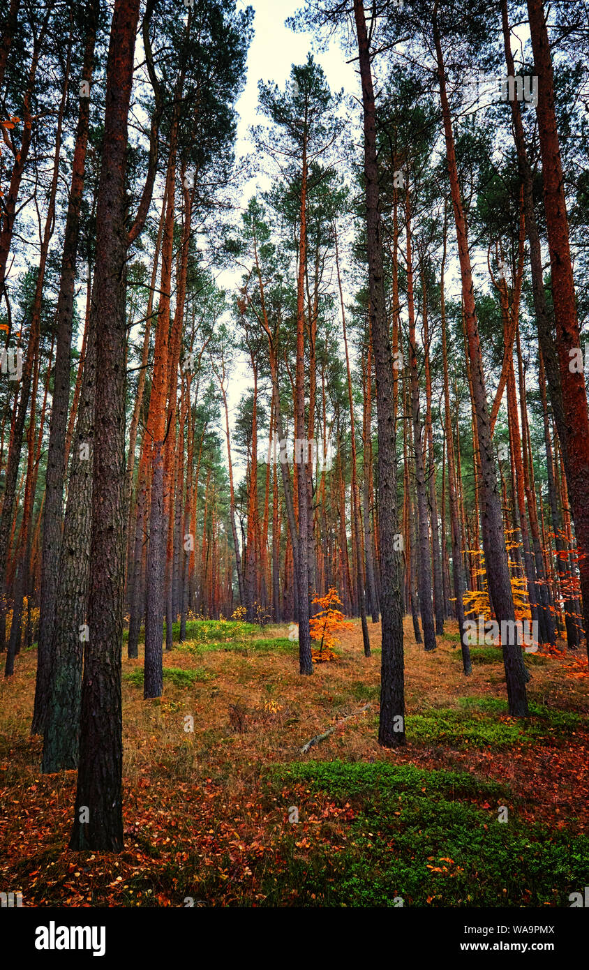 Fond sombre forêt verticale. Banque D'Images