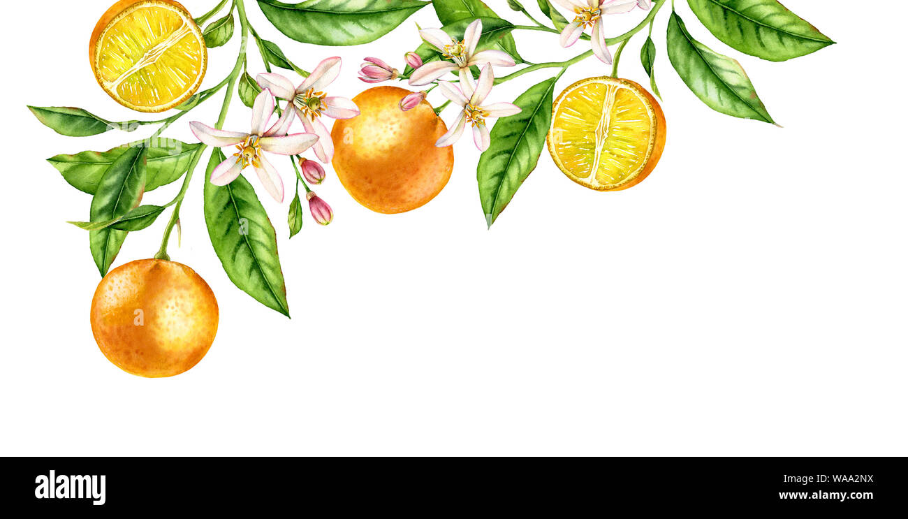 Direction générale des fruits orange composition d'angle. Illustration