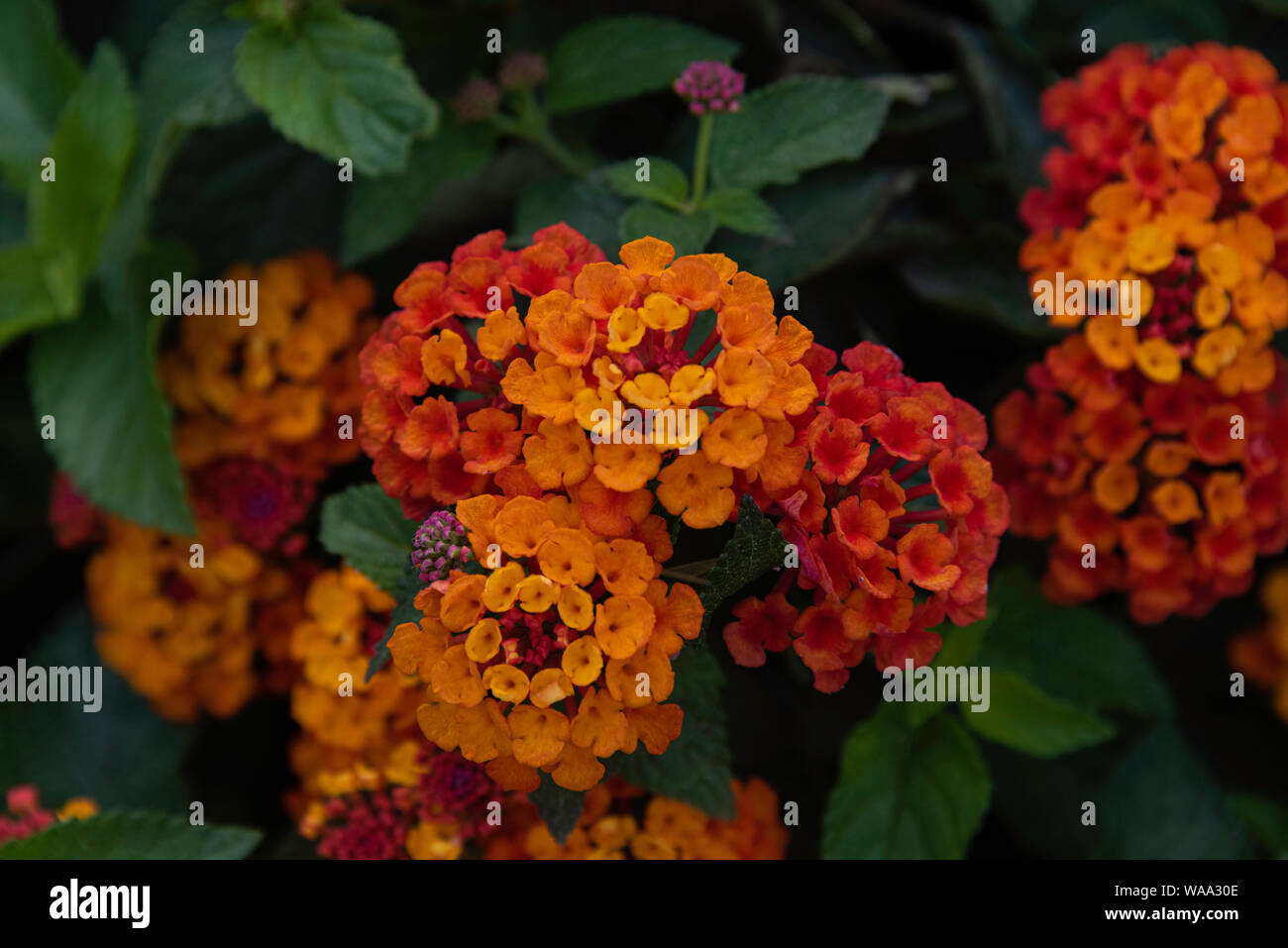 Lantana camara, wild-sage, des fleurs dans un jardin à Erice, Sicile Banque D'Images