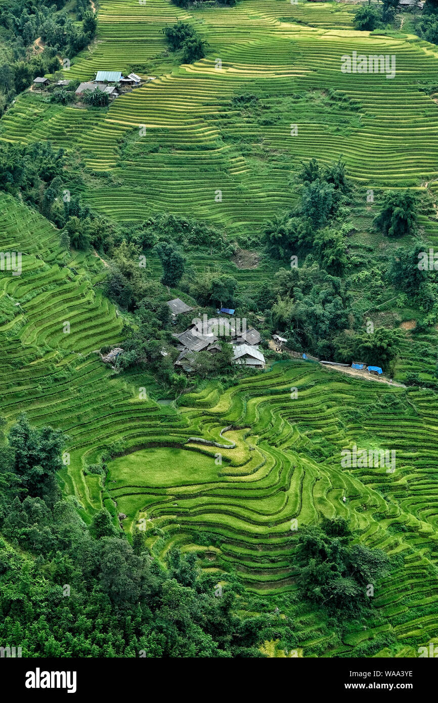 Les rizières en terrasses de Sapa, Vietnam. Champs de riz préparer la récolte au nord-ouest du Vietnam. Banque D'Images