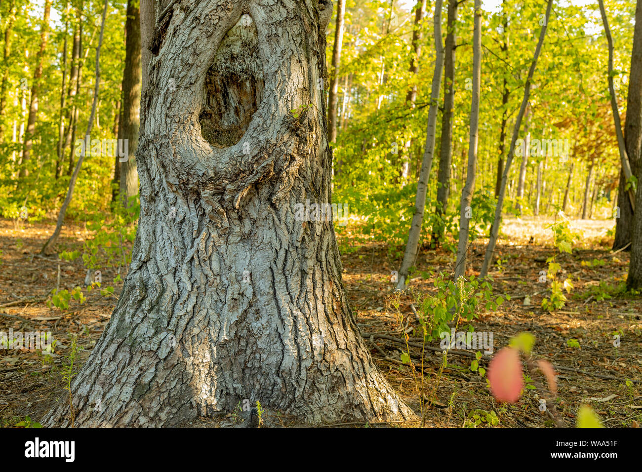 Gros noeud dans le tronc d'un chêne. Matin ensoleillé dans un parc, forêt. L'écorce des arbres. Un énorme trou. Banque D'Images