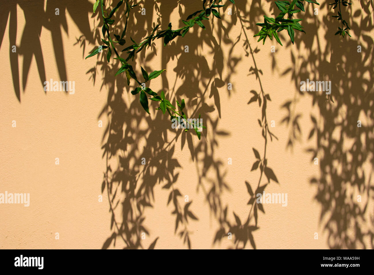 Belle ombre à motifs d'un arbre avec des branches sur un mur de plâtre jaune. Abstract black shadow fond de feuilles naturelles branche d'arbre. Banque D'Images