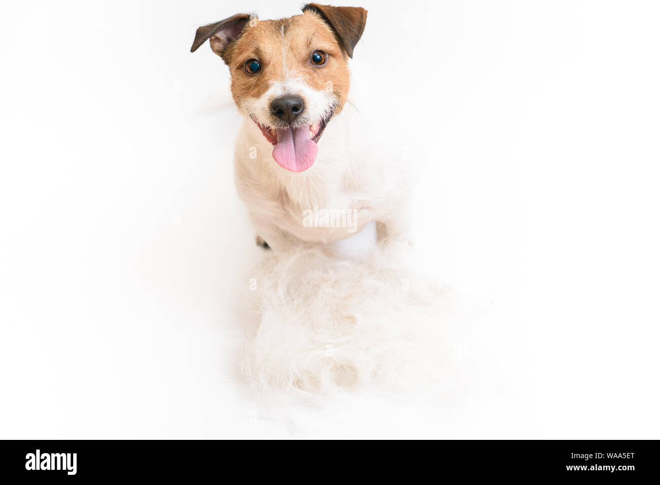 Chien heureux avec des tas de fourrure sur parole après la coupe de toilettage Banque D'Images