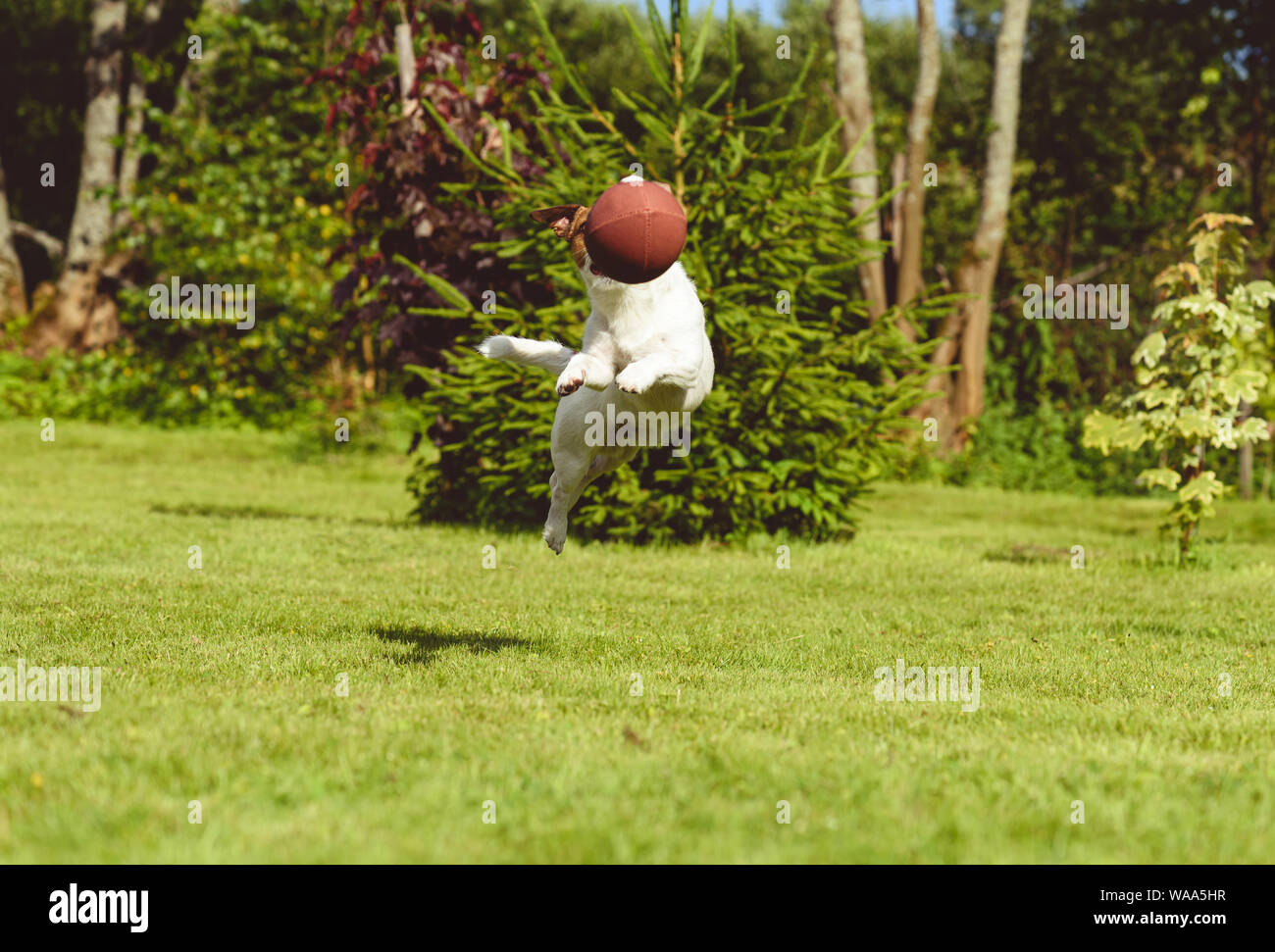 Activité de loisirs avec le pet concept - chien saute à intercepter ballon de football américain Banque D'Images