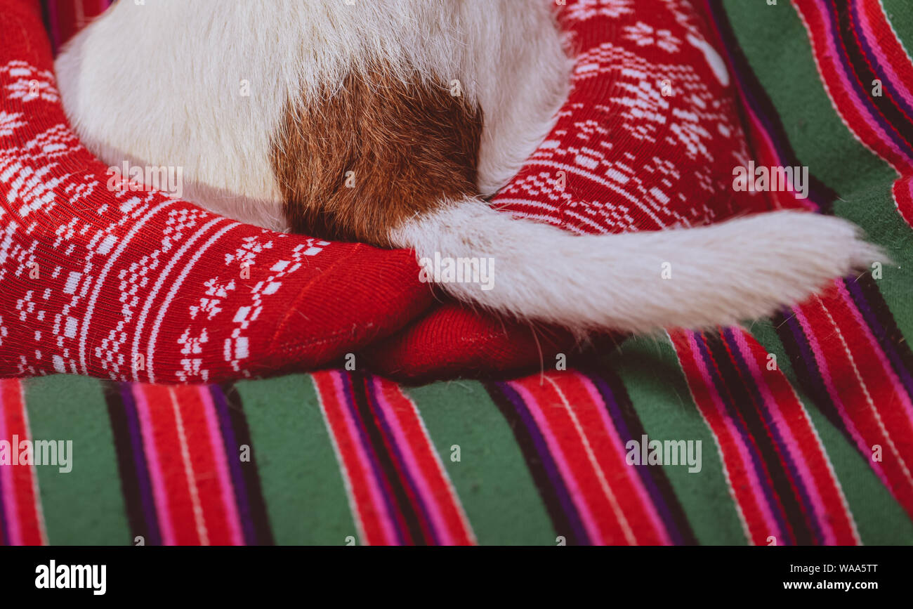 Femme embrassant son chien avec foots dans des chaussettes rouges et blanches Banque D'Images