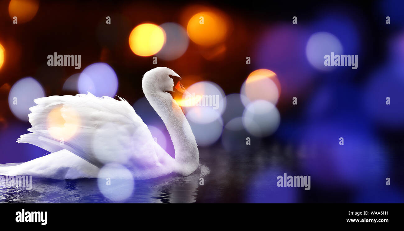 White Swan nuit natation avec lumières colorées bokeh background with copy space. Banque D'Images