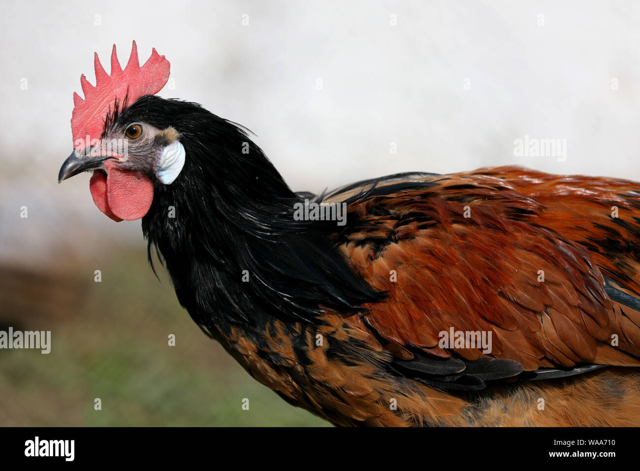 Vider un poulet Banque de photographies et d’images à haute résolution