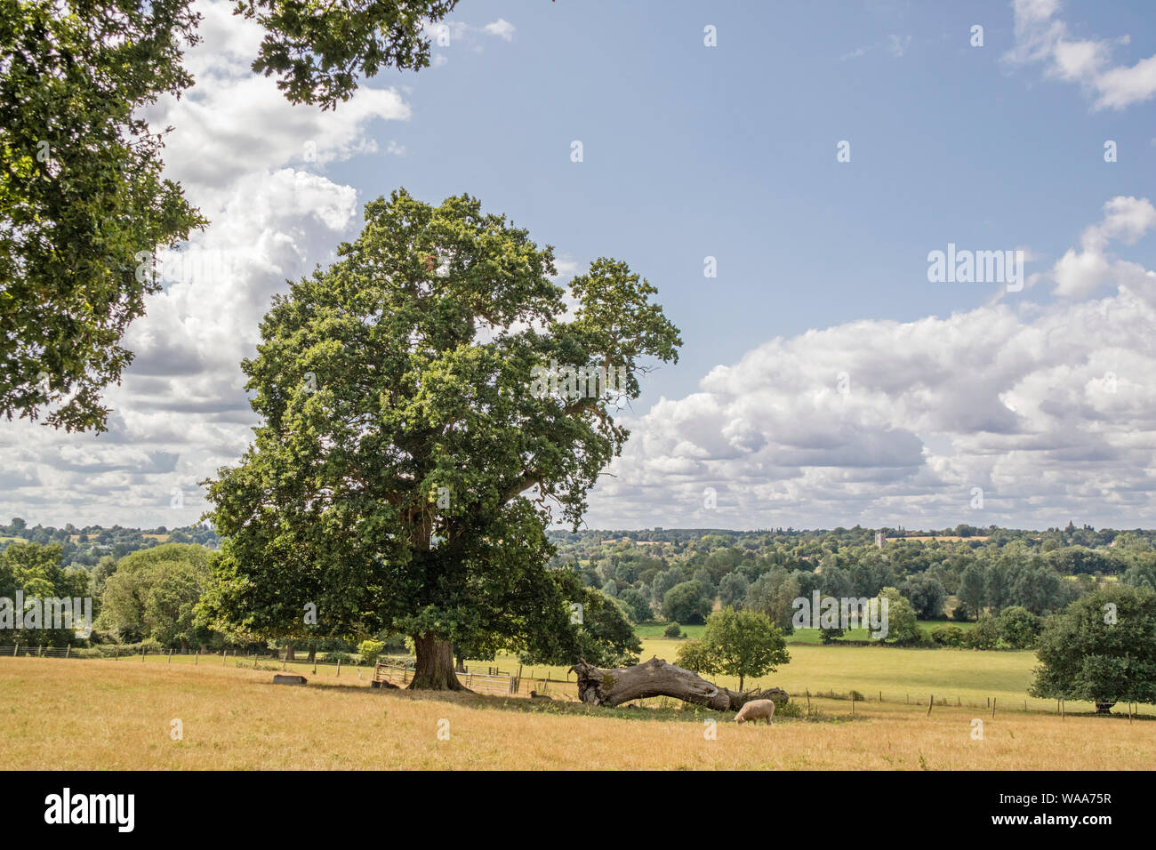 Dedham Vale zone de beauté naturelle exceptionnelle, rendue célèbre par le peintre John Constable sur l'Essex Suffolk frontière. Banque D'Images