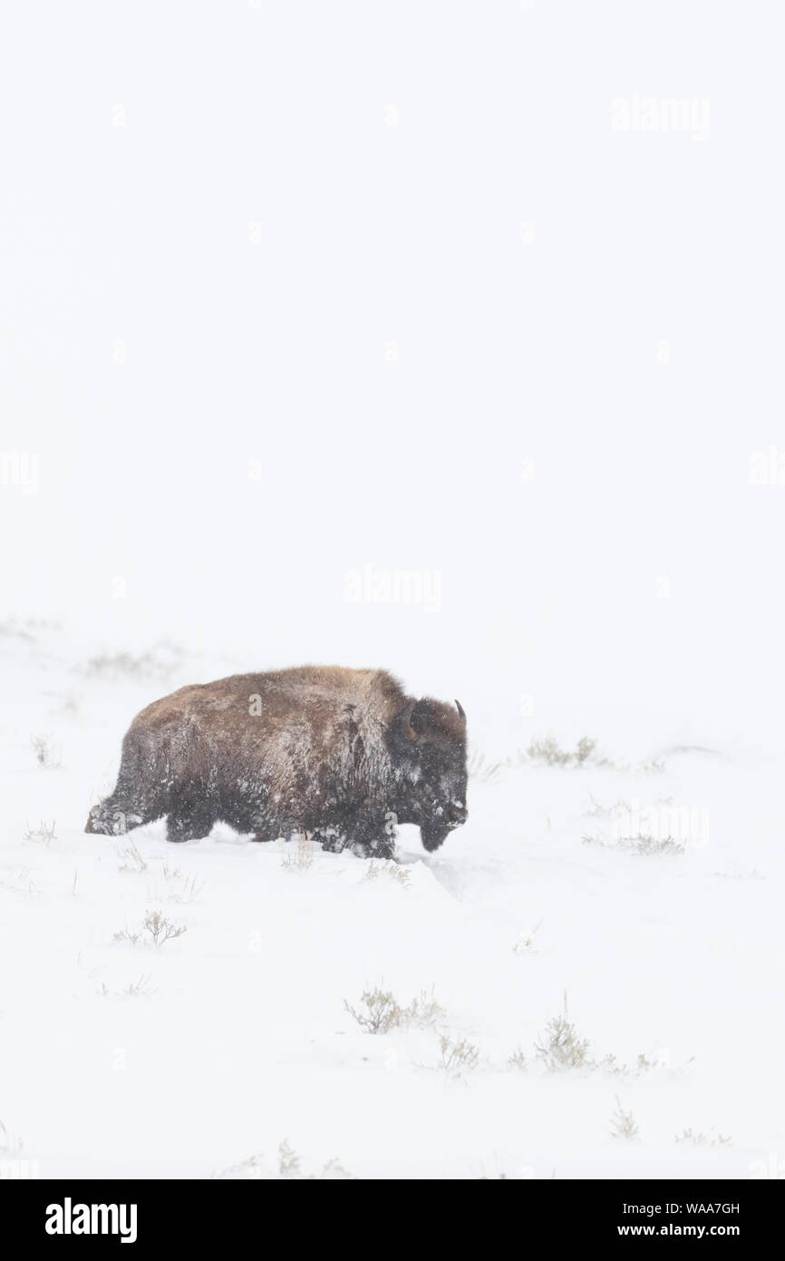 Bison d'Amérique / Amerikanischer ( Bison bison bison ), adulte, au cours de blizzard, dans des conditions difficiles, marcher dans la neige haute, Yellowstone NP, USA. Banque D'Images