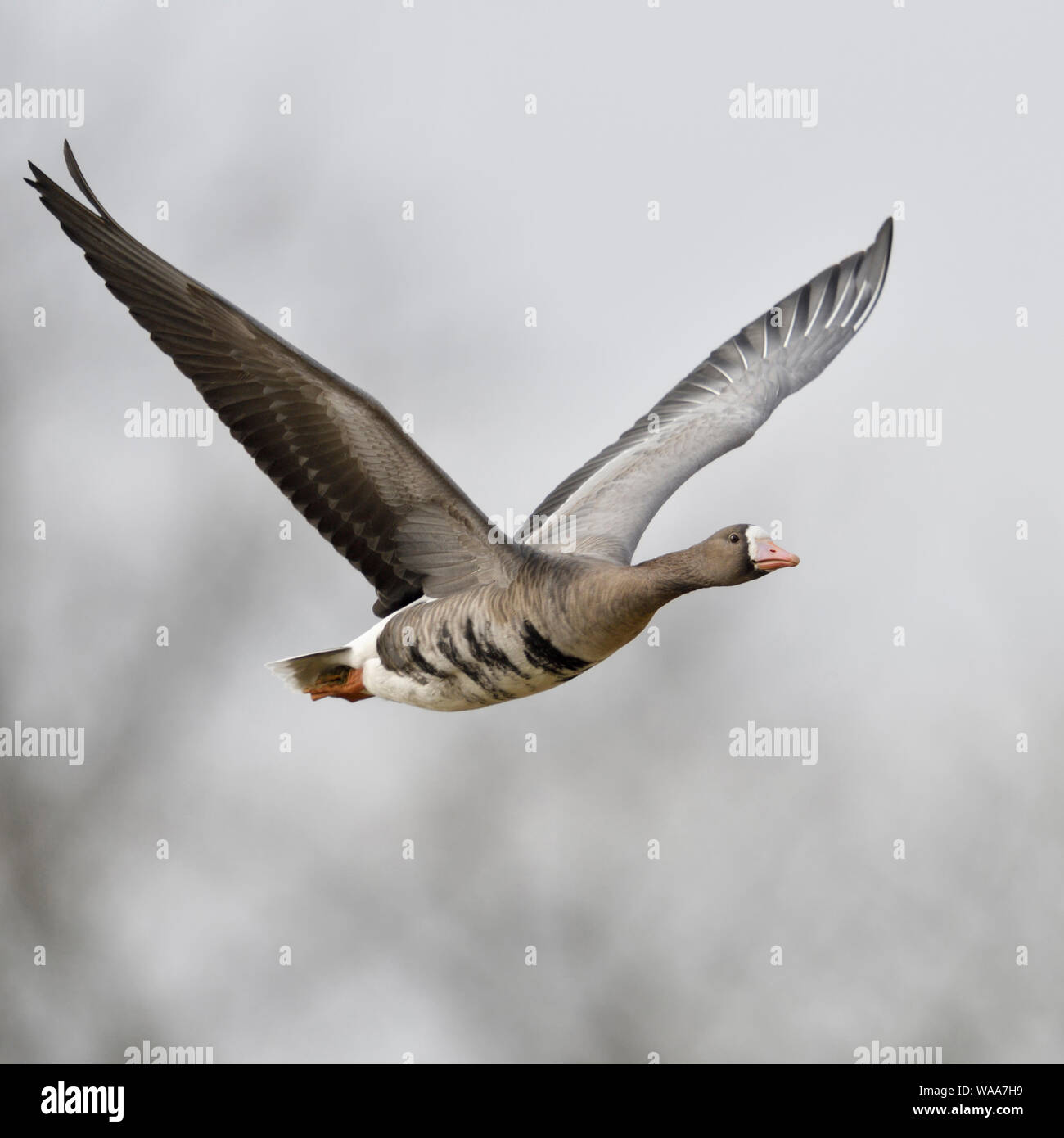 L'Oie rieuse Anser albifrons / Blaessgans ( ), l'hiver de l'Arctique, d'une envergure énorme, en vol, vue côté frontal, de la faune, de l'Europe. Banque D'Images