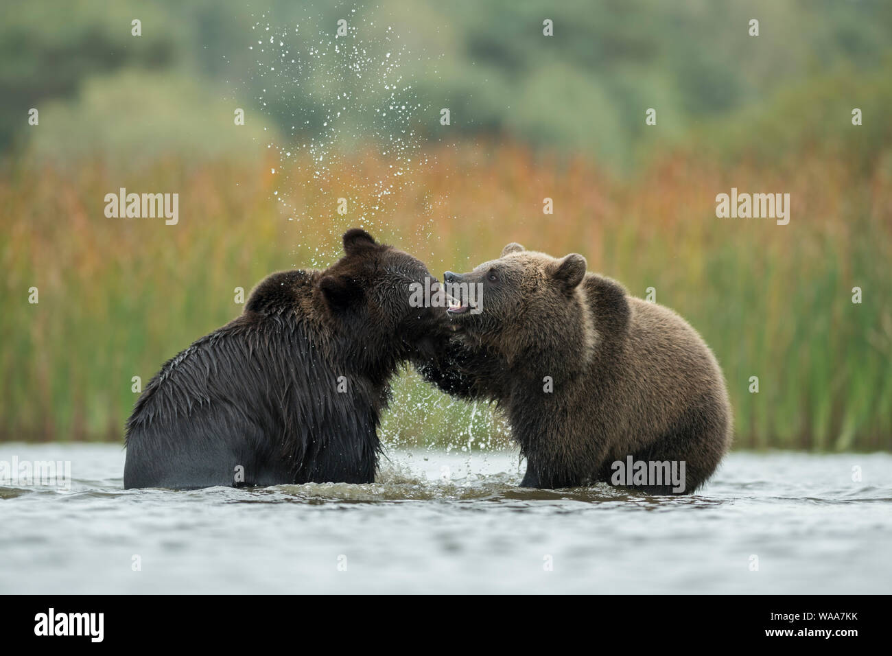Les ours bruns d'eurasie / Braunbaeren ( Ursus arctos ) combats, découvrant leurs dents, se battre, se débattre entre deux adolescents dans l'eau peu profonde d'un lak Banque D'Images