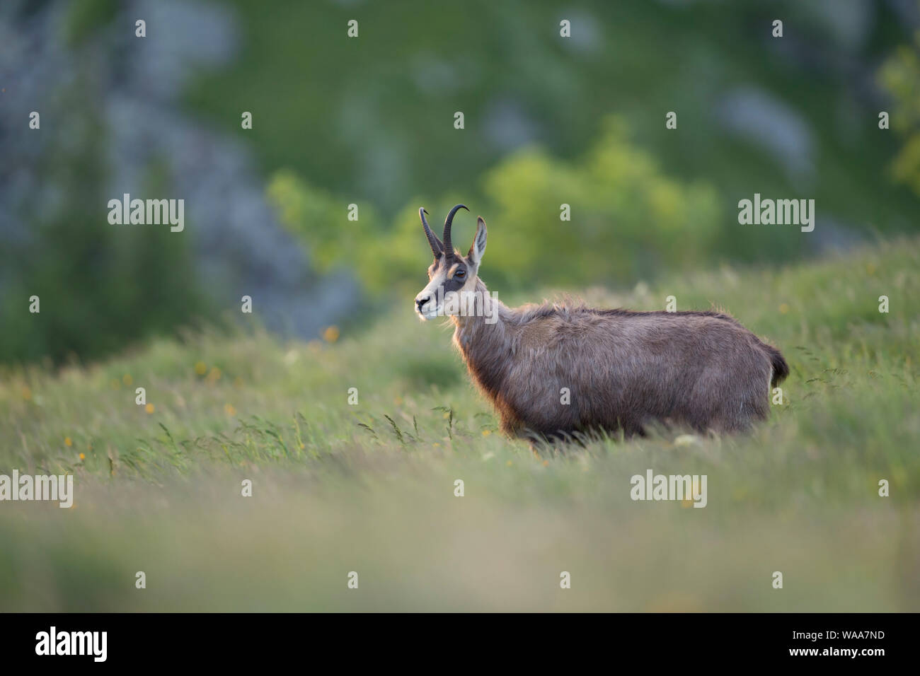 Gaemse / Chamois Rupicapra rupicapra ( ), adulte, debout dans l'herbe haute d'une plante de prairie alpine, regarder en face d'un bel arrière-plan, l'Europe. Banque D'Images