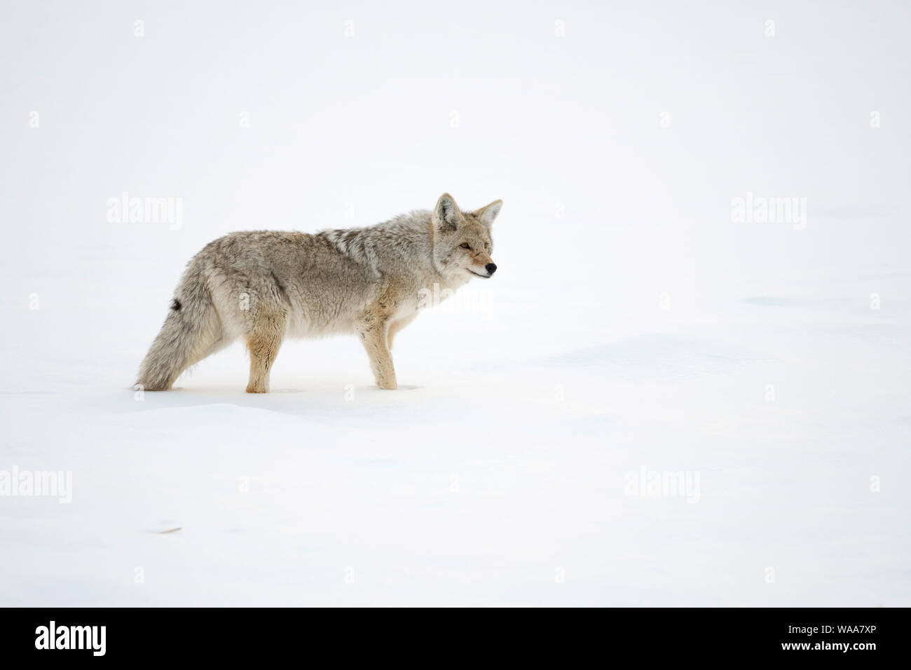 Coyote / Kojote ( Canis latrans ), des profils en hiver, debout dans la neige, regardant autour de haute attentivement, Yellowstone NP, USA. Banque D'Images