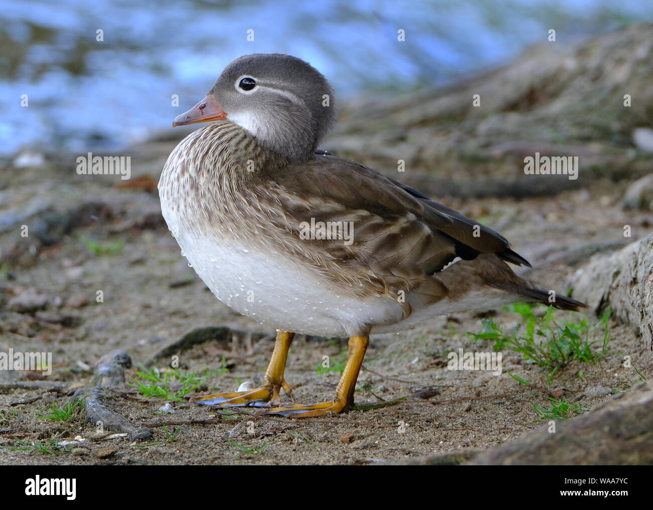 Canard mandarin femelle. Le canard mandarin est une espèce de canard percheur originaire d'Asie. Banque D'Images