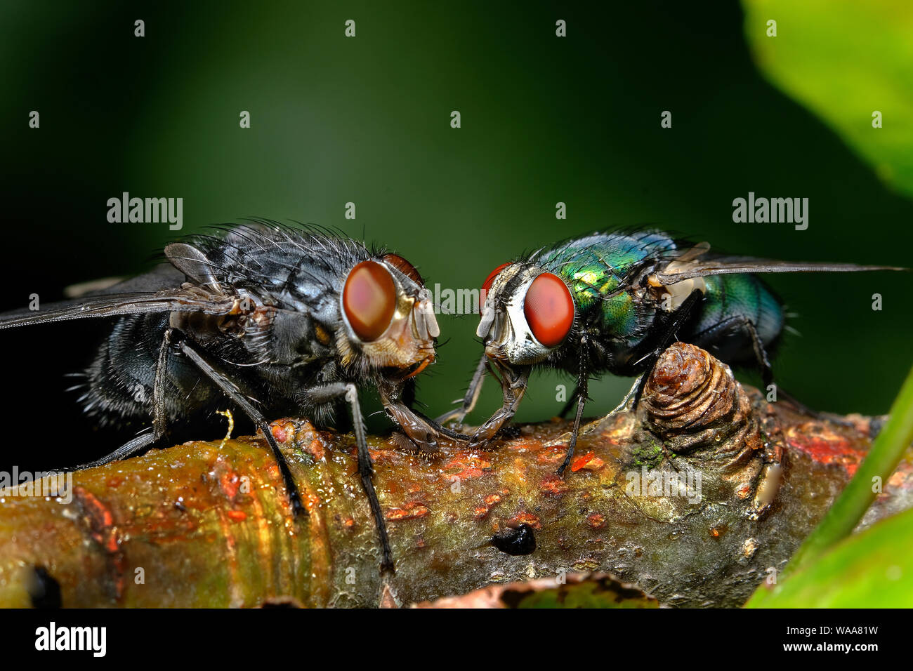 Greenbottle mouche mouches et l'alimentation en milieu urbain jardin de la maison. Banque D'Images