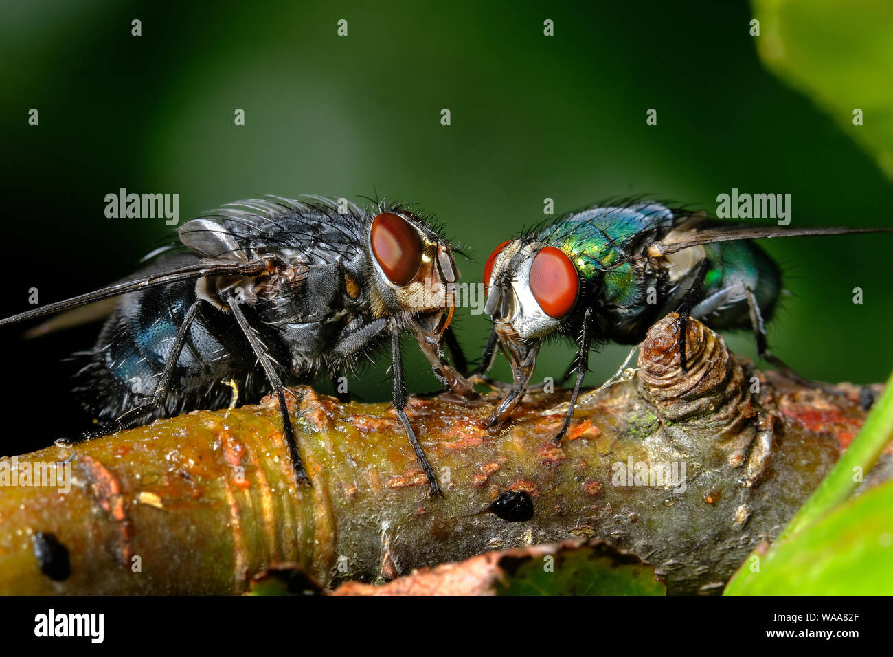 Greenbottle mouche mouches et l'alimentation en milieu urbain jardin de la maison. Banque D'Images