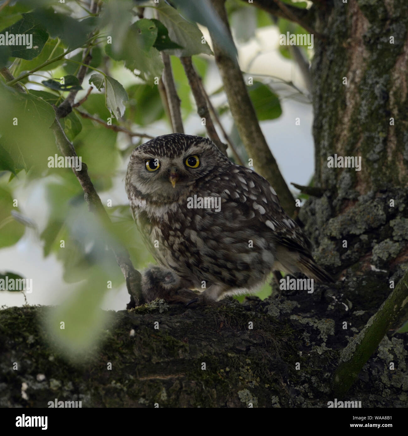 Petit hibou / Steinkauz ( Athene noctua ), adulte, perché sur un vieil arbre avec les proies, pris une souris, tenant dans ses serres un rongeur, griffes, de la faune, de l'Union européenne Banque D'Images