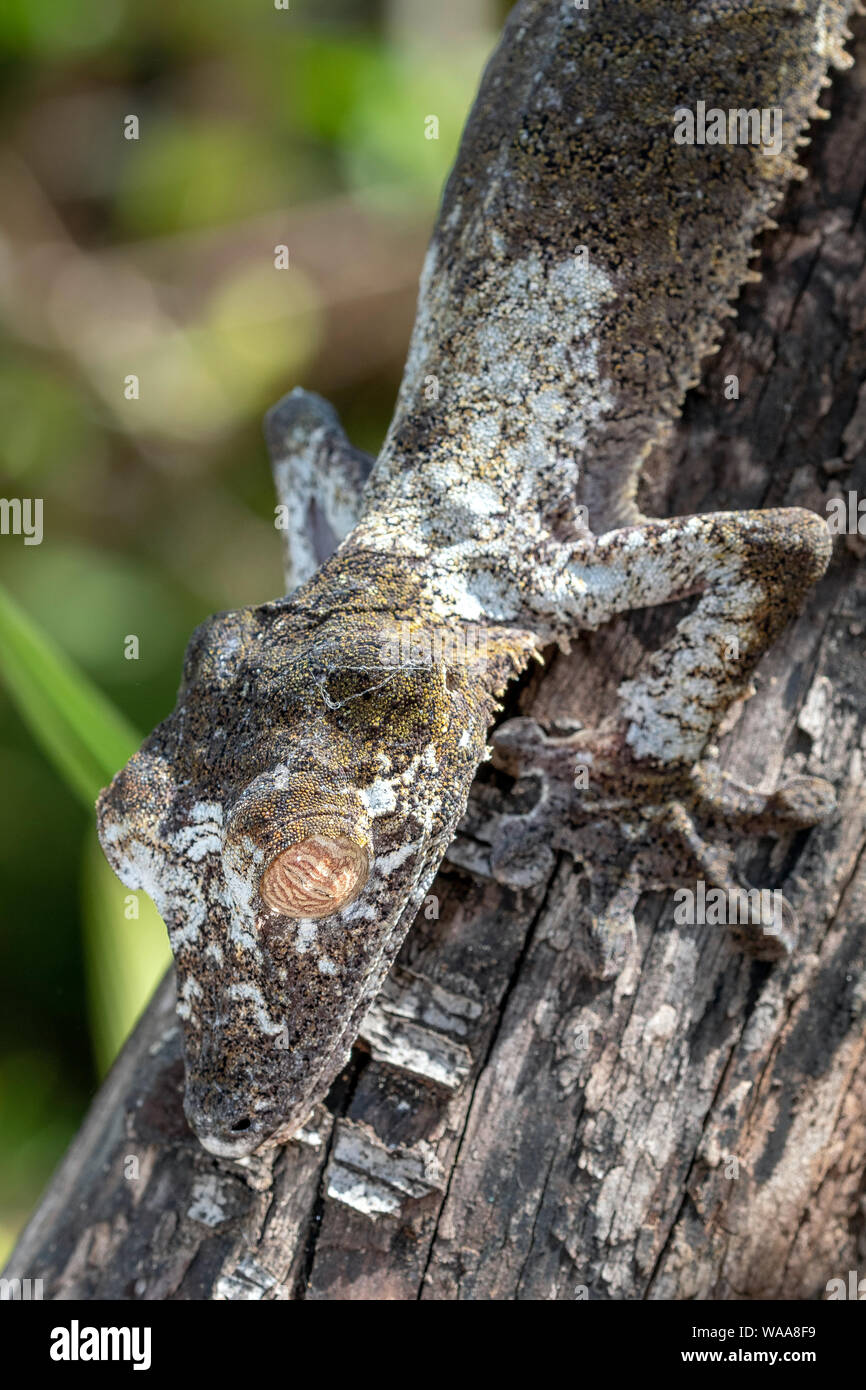 Le gecko à queue de feuille géant ; Uroplatus fimbriatus, est un reptile nocturne jusqu'à 30 centimètres de long qui vit endémique à Madagascar. Les animaux sont Banque D'Images