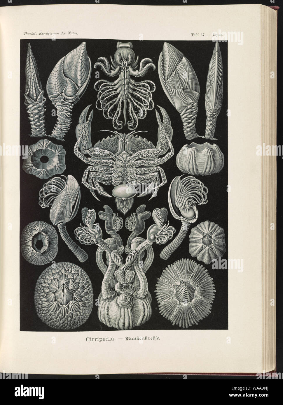 Cirripedia. - Rankenkreble Banque D'Images