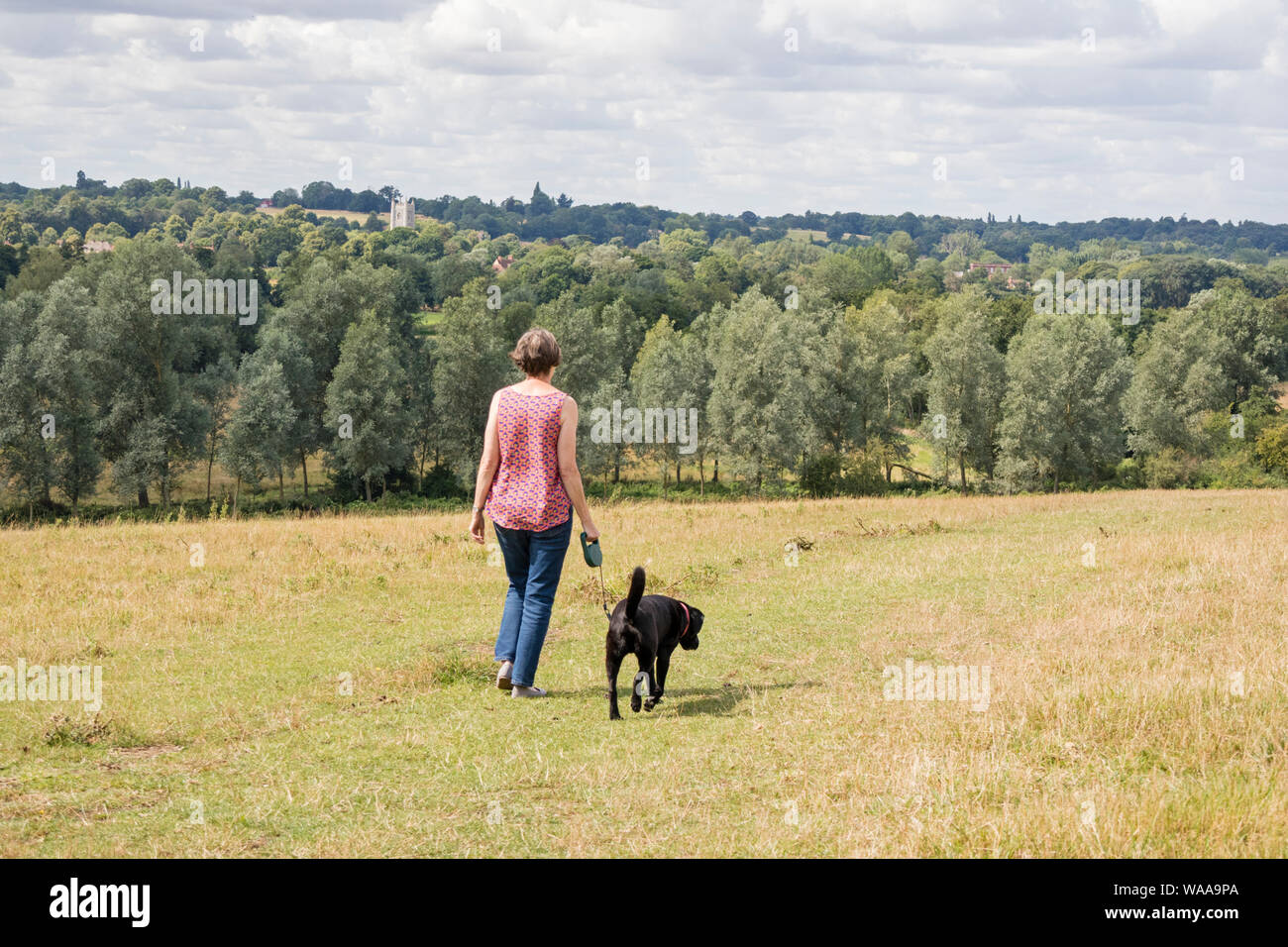 Dame il marche chien dans Dedham Vale zone de beauté naturelle exceptionnelle, rendue célèbre par le peintre John Constable sur l'Essex Suffolk frontière. Banque D'Images