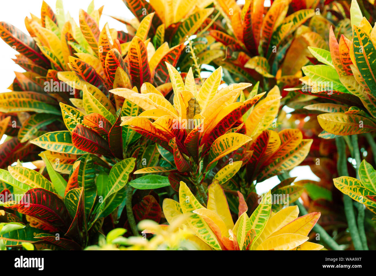 Codiaeum variegatum, orange jasmine. Couleur exceptionnelle, multicolore et texture en forme de feuille. Les plantes ornementales. Banque D'Images