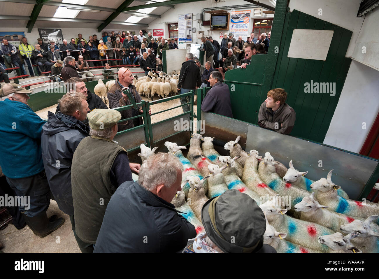 Magasin de vente d'agneaux à hawes Auction Mart, Yorkshire du Nord. Banque D'Images