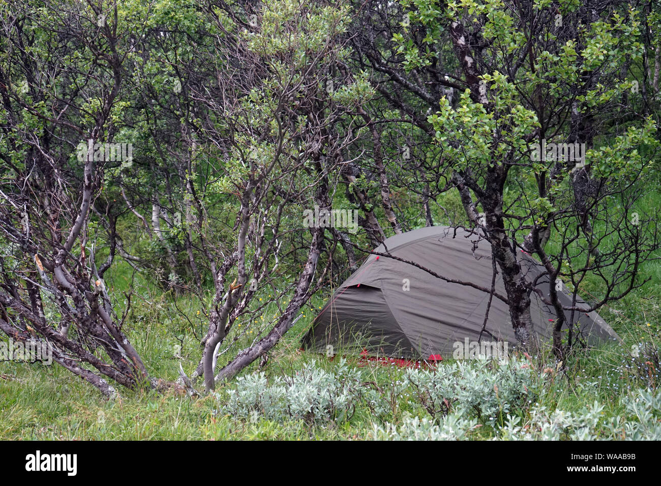 Tente en forêt en Norvège Banque D'Images