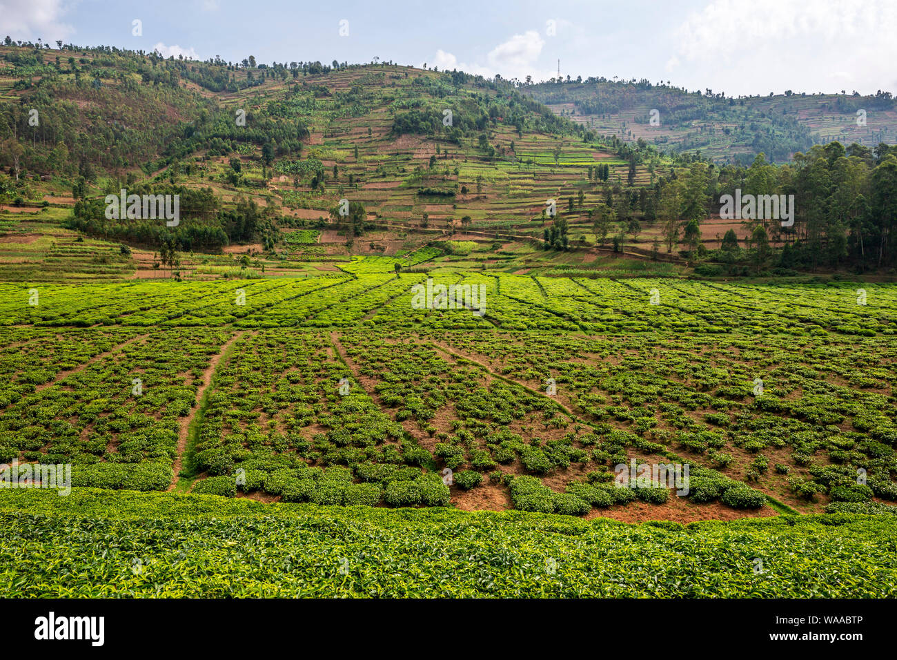 La plantation de thé à côté de la route de Kigali à Katuna (RN3) dans la province du nord du Rwanda, de l'Afrique de l'Est Banque D'Images