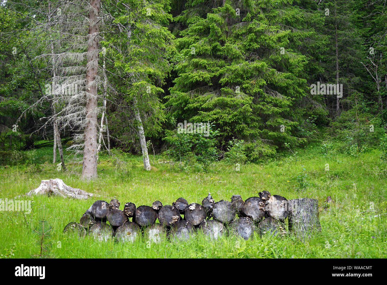 Bois de chauffage en forêt en Norvège Banque D'Images