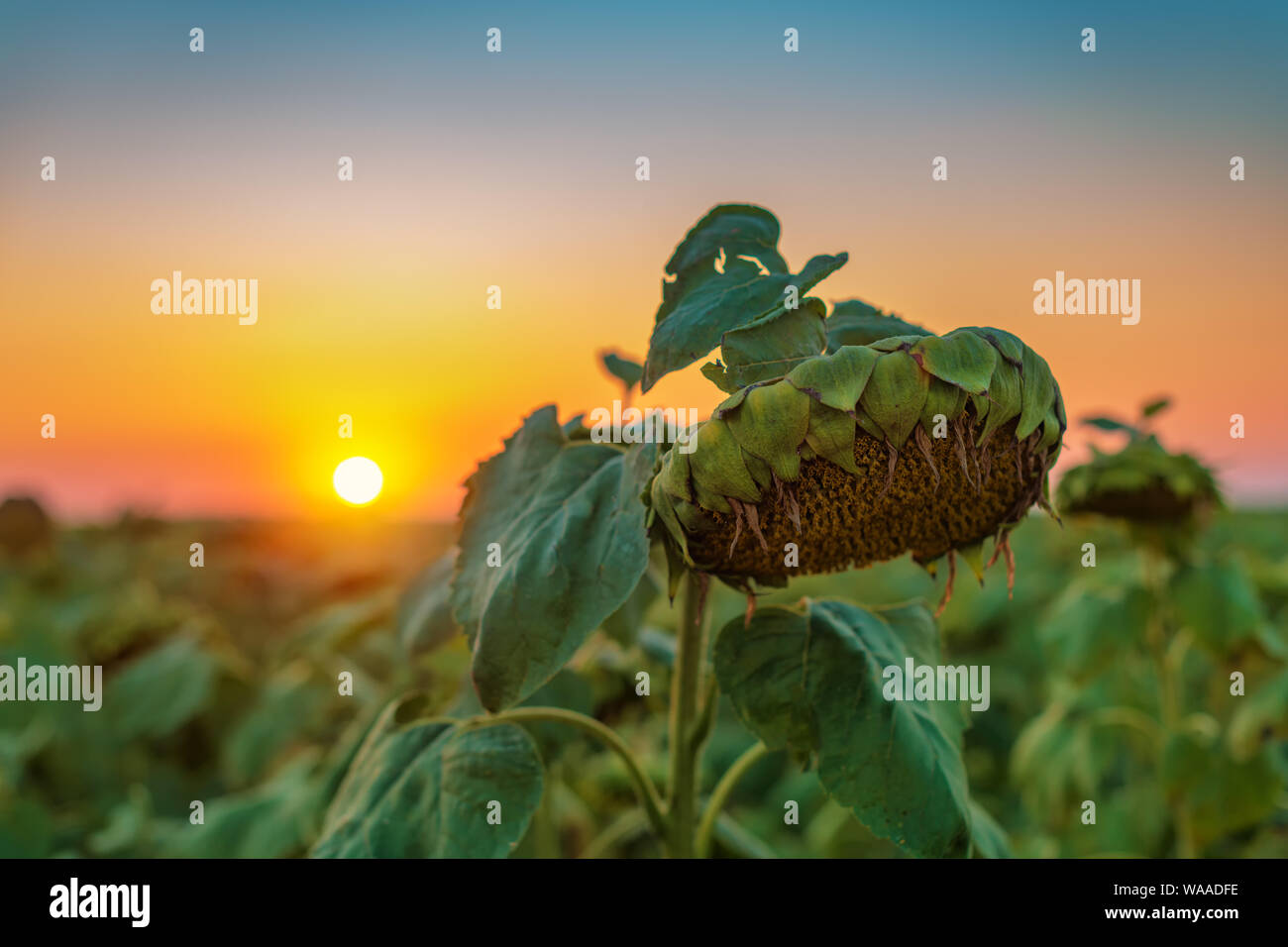 Tête de tournesol après floraison au coucher du soleil, selective focus Banque D'Images