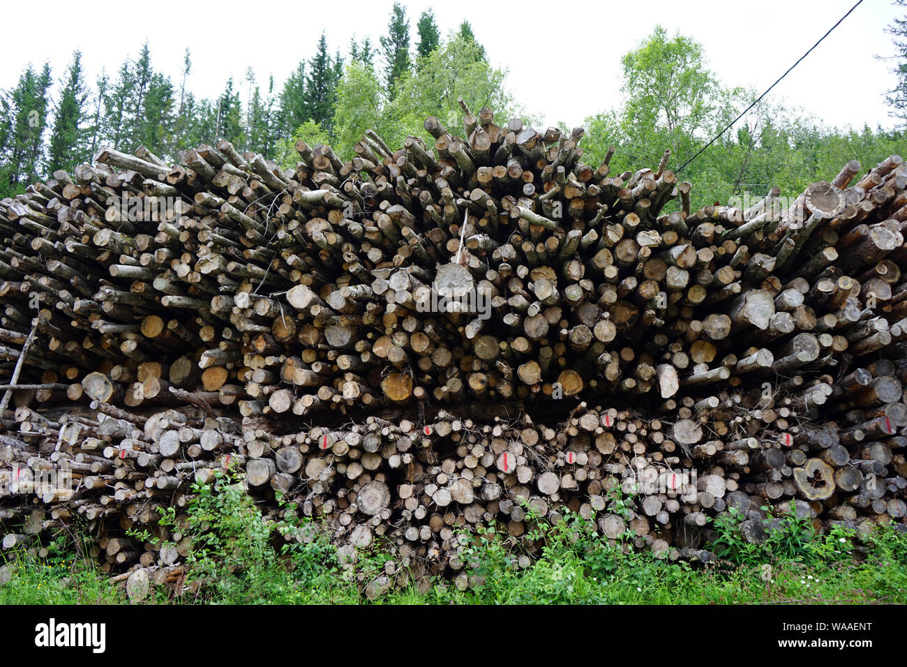 Tas de journaux dans la forêt en Norvège Banque D'Images