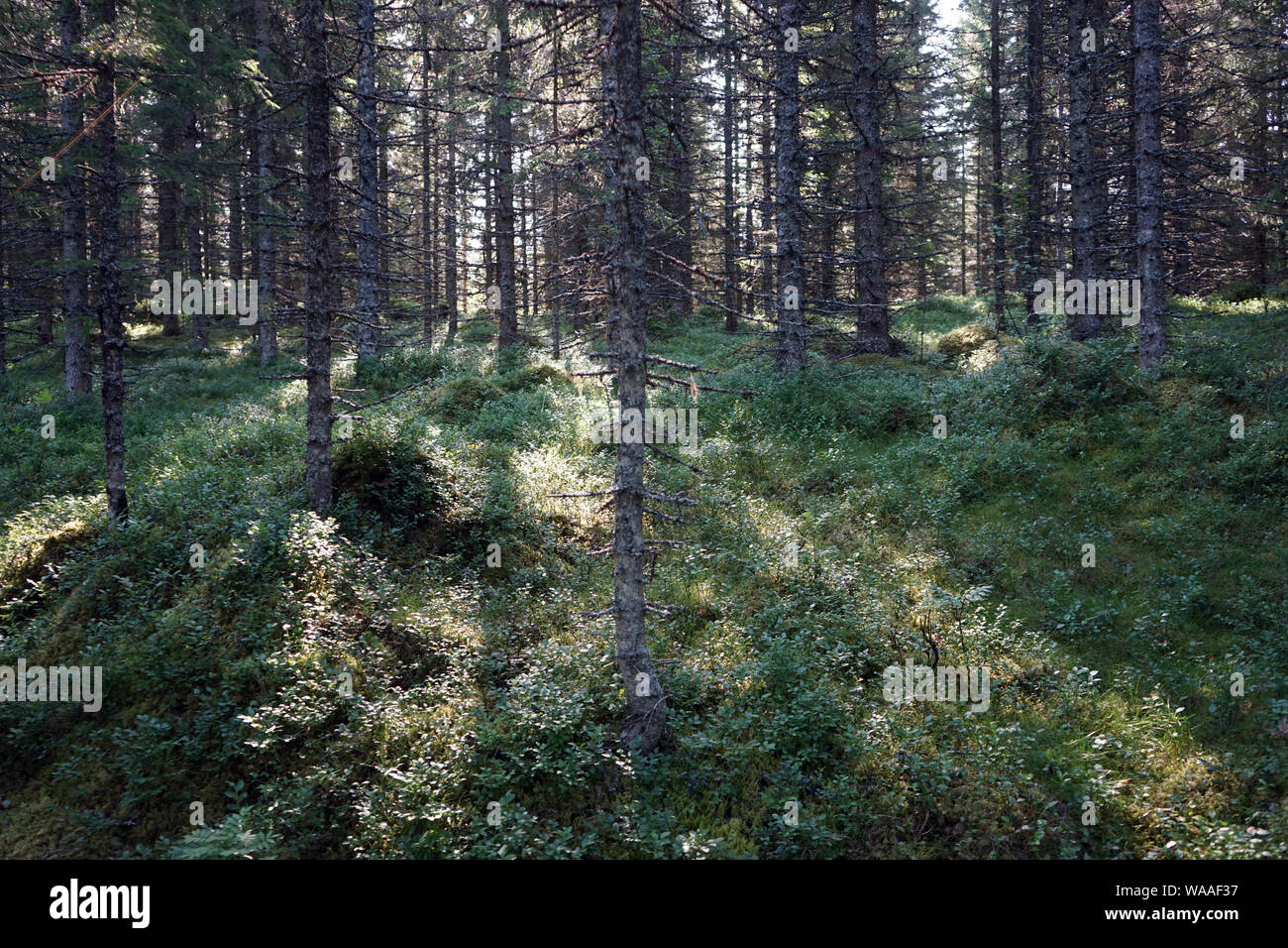 La lumière du soleil dans la forêt en Norvège Banque D'Images