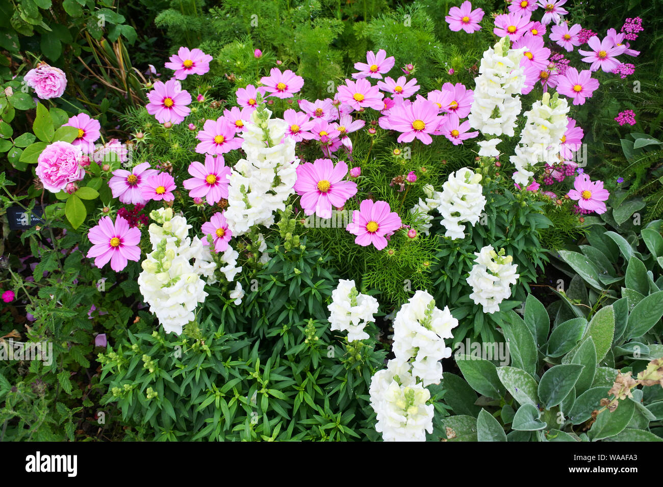 Close-up d'antirrhinums et cosmos la floraison dans un jardin d'été - frontière John Gollop Banque D'Images