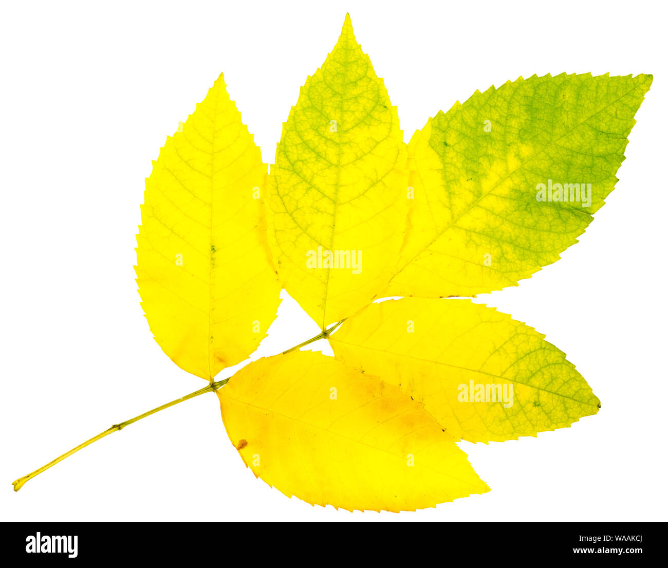 Collection de feuilles en automne. L'isolement de trajets de découpage Banque D'Images