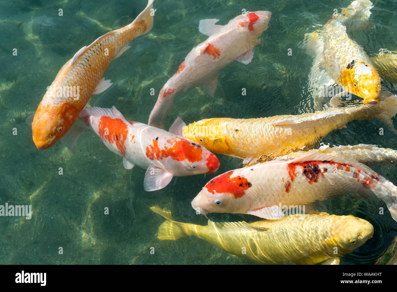 Poisson carpe japonais dans un étang au Japon Banque D'Images