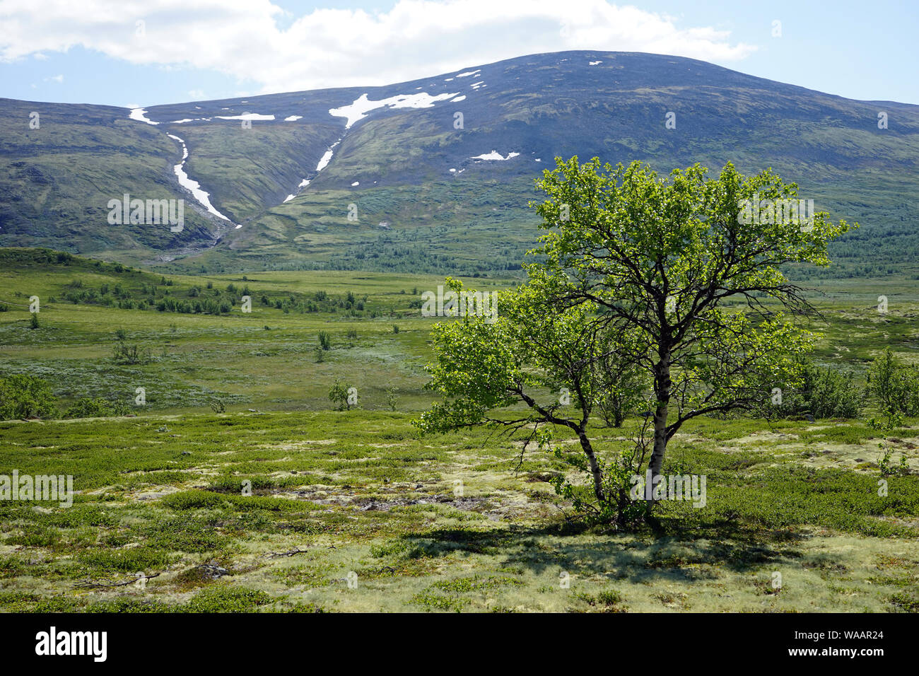 Arbre dans le parc national de Dovre en Norvège Banque D'Images